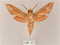 雙線條紋天蛾藏品圖，第2張