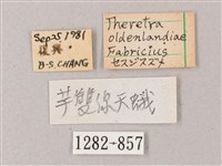 雙線條紋天蛾藏品圖，第3張