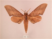 直翅六點天蛾藏品圖，第1張