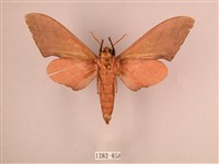 直翅六點天蛾藏品圖，第2張