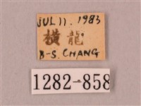 直翅六點天蛾藏品圖，第3張