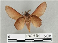 臺灣枯葉蛾藏品圖，第2張