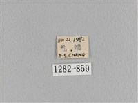 臺灣枯葉蛾藏品圖，第3張