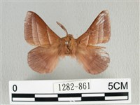 川邊氏枯葉蛾藏品圖，第1張