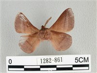 川邊氏枯葉蛾藏品圖，第2張