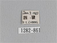 川邊氏枯葉蛾藏品圖，第3張