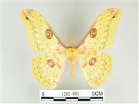 黃豹天蠶蛾藏品圖，第1張