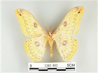 黃豹天蠶蛾藏品圖，第2張