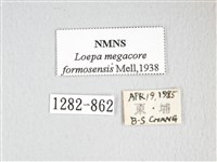 黃豹天蠶蛾藏品圖，第3張