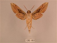 背線天蛾藏品圖，第2張