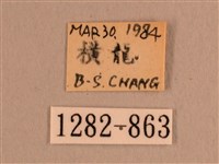 背線天蛾藏品圖，第3張