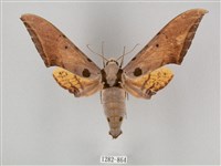 圓斑鷹翅天蛾藏品圖，第1張