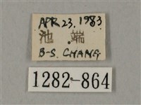 圓斑鷹翅天蛾藏品圖，第3張