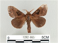 大斑Y毛蟲藏品圖，第1張