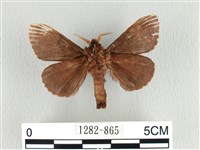 大斑Y毛蟲藏品圖，第2張