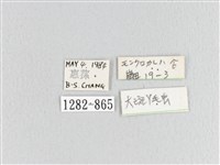 大斑Y毛蟲藏品圖，第3張