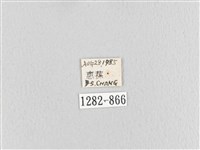 臺灣蘋毛蟲藏品圖，第3張