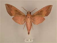 背中白天蛾藏品圖，第2張