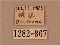 背中白天蛾藏品圖，第3張