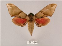 榆綠天蛾藏品圖，第1張