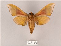 榆綠天蛾藏品圖，第2張