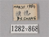 榆綠天蛾藏品圖，第3張