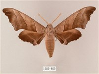 齒翅三線天蛾藏品圖，第1張