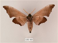 齒翅三線天蛾藏品圖，第2張