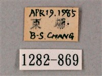 齒翅三線天蛾藏品圖，第3張