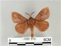 馬尾松枯葉蛾藏品圖，第1張