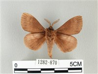 馬尾松枯葉蛾藏品圖，第2張