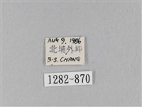 馬尾松枯葉蛾藏品圖，第3張