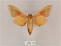 榆綠天蛾藏品圖，第2張