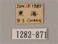 榆綠天蛾藏品圖，第3張