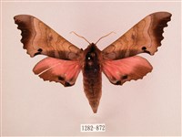 桃紅六點天蛾藏品圖，第1張