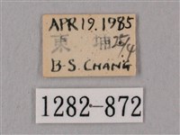 桃紅六點天蛾藏品圖，第3張