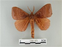 波紋枯葉蛾藏品圖，第1張