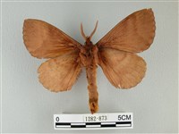 波紋枯葉蛾藏品圖，第2張