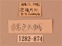 赭色斜帶天蛾藏品圖，第3張