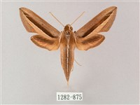 單斜紋天蛾藏品圖，第1張