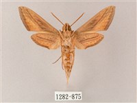 單斜紋天蛾藏品圖，第2張