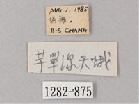 單斜紋天蛾藏品圖，第3張