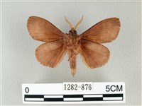 馬尾松枯葉蛾藏品圖，第2張