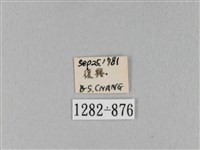 馬尾松枯葉蛾藏品圖，第3張