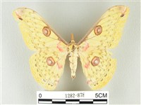 黃豹天蠶蛾藏品圖，第1張