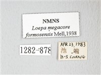 黃豹天蠶蛾藏品圖，第3張