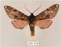 井上氏絨毛天蛾藏品圖，第1張