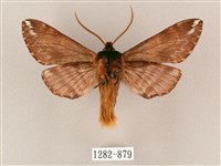 井上氏絨毛天蛾藏品圖，第2張