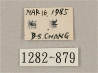 井上氏絨毛天蛾藏品圖，第3張