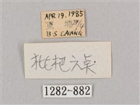 黑角六點天蛾藏品圖，第3張